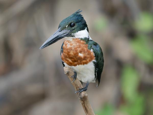 Amazoneijsvogel (Chloroceryle amazona)